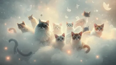 Farklı kedi türleri ve rüyalardaki anlamlarını gösteren bir görsel. Kedi rüyası tabiri.